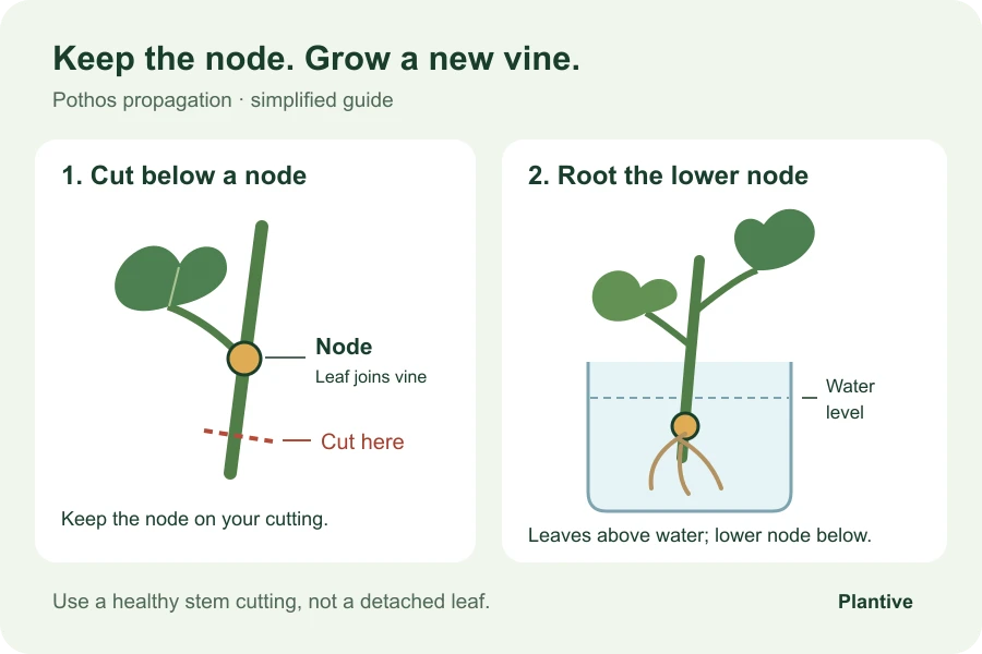 Pothos cutting diagram showing a leaf attached at a stem node, with the cut below the node and roots growing from that node in water.