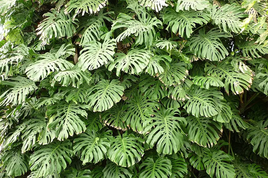 Mature Monstera deliciosa leaves with splits extending from the leaf edges